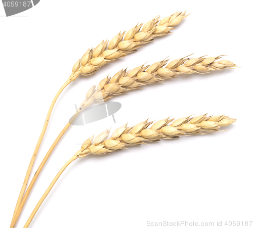 Image of wheat on white