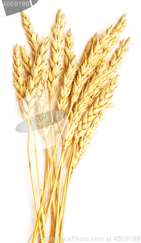 Image of wheat on white