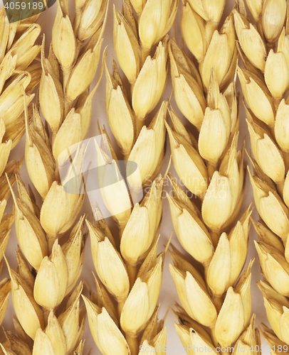 Image of wheat background