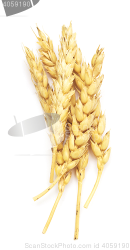 Image of wheat on white