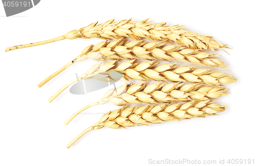 Image of wheat on white