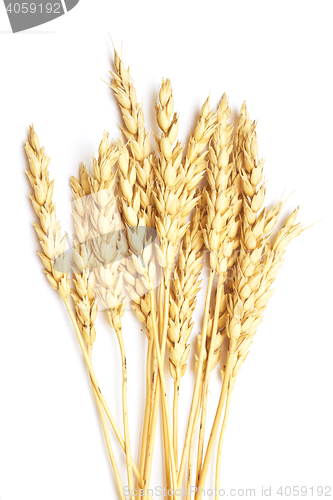 Image of wheat on white