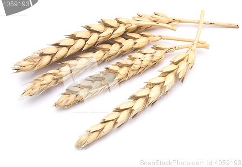 Image of wheat on white