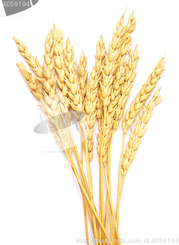 Image of wheat on white