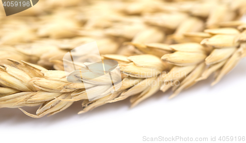 Image of wheat on white