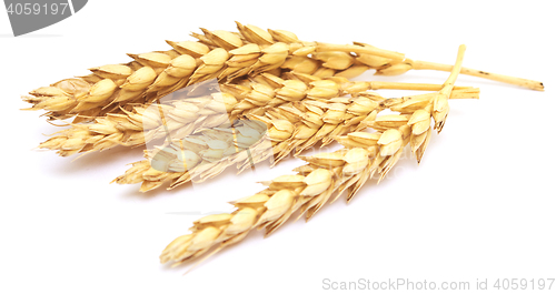 Image of wheat on white