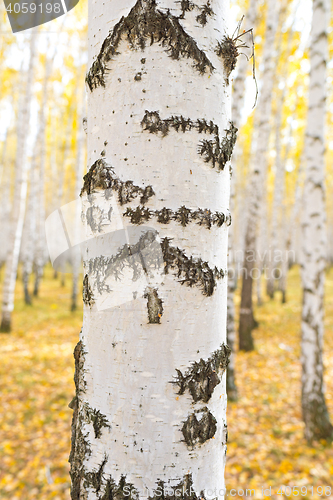 Image of birch tree