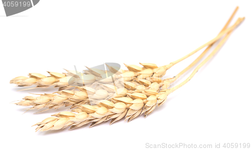 Image of wheat on white
