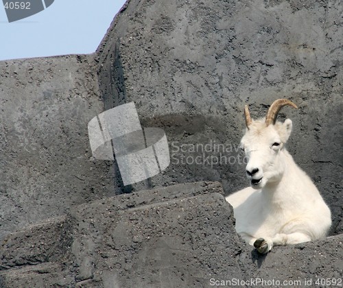 Image of Dall's Sheep