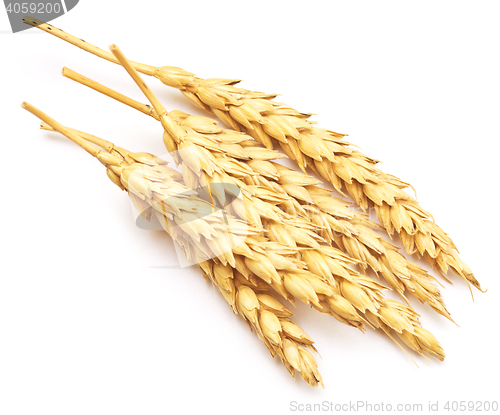 Image of wheat on white