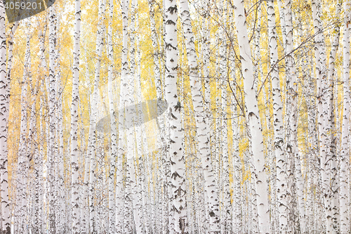 Image of autumn birch forest