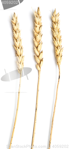 Image of wheat on white
