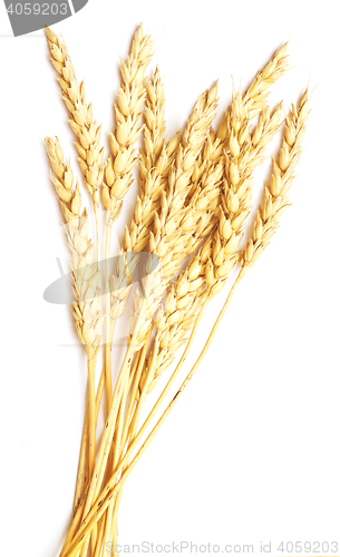 Image of wheat on white