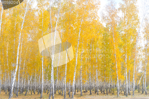 Image of autumn birch forest