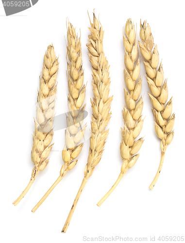 Image of wheat on white