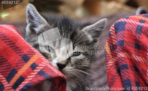 Image of  portrait of a small fluffy kitten
