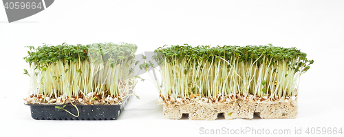 Image of Watercress plants growing in a little black tray, towards white