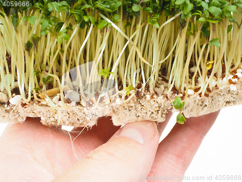 Image of Watercress at closeup in hand