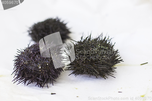 Image of some sea urchins with selective focus