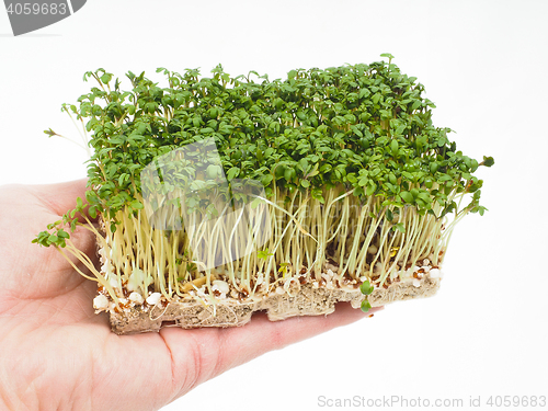 Image of Watercress at closeup in hand