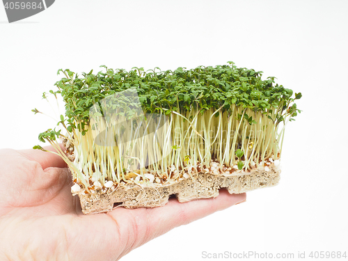 Image of Watercress at closeup in hand