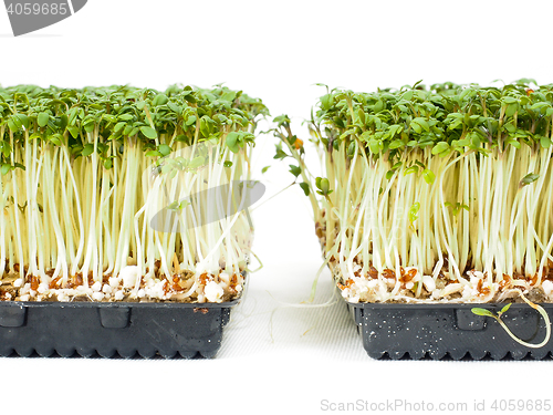 Image of Watercress plants growing in a little black tray, towards white