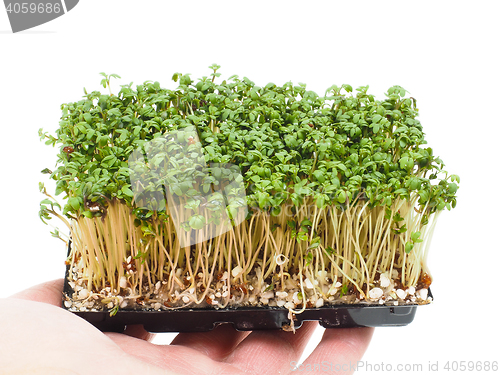 Image of Watercress at closeup in hand