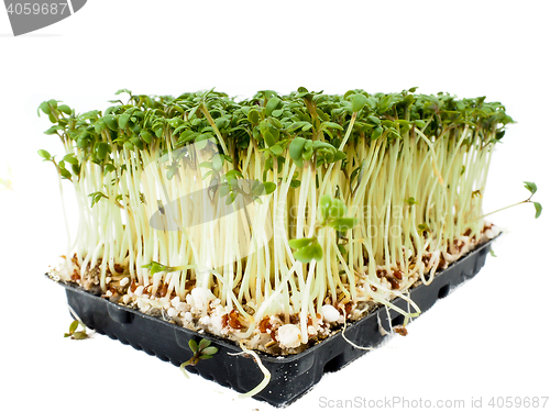 Image of Watercress plants growing in a little black tray, towards white