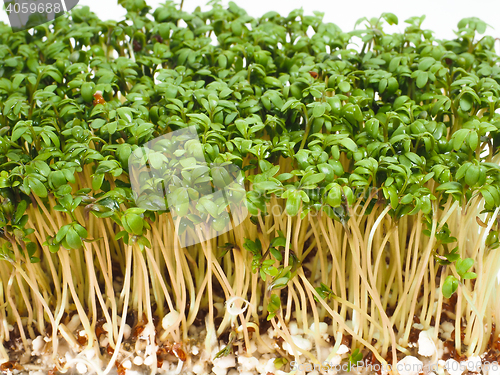 Image of Watercress at extreme closeup