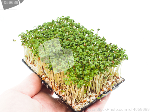 Image of Watercress at closeup in hand