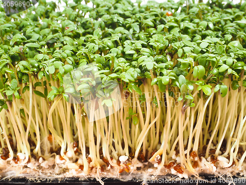 Image of Watercress at extreme closeup