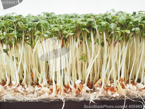 Image of Watercress at extreme closeup