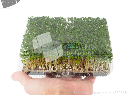 Image of Person holding a plastic tray of sprouting green watercress