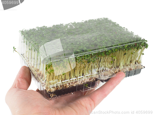 Image of Person holding a plastic tray of sprouting green watercress