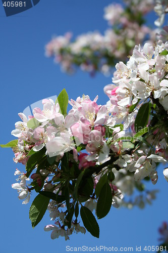 Image of Apple bloom