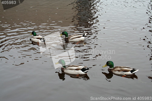 Image of Mallard ducks