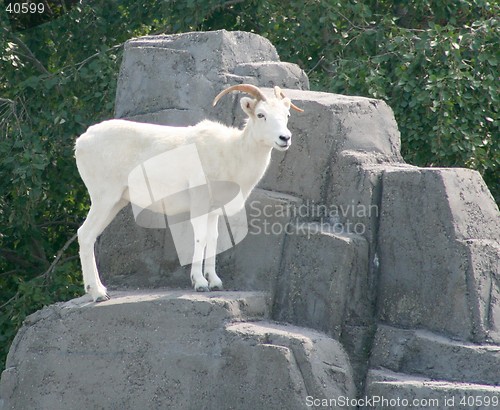 Image of Dall's Sheep