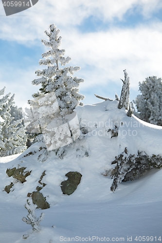 Image of Winter Snowy Landscape