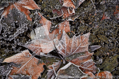 Image of Fallen frosty leaves