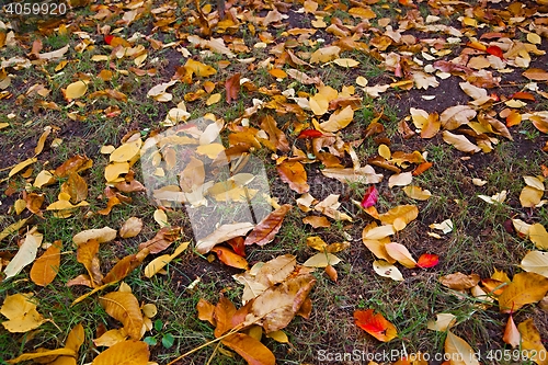 Image of Fallen leaves on grass