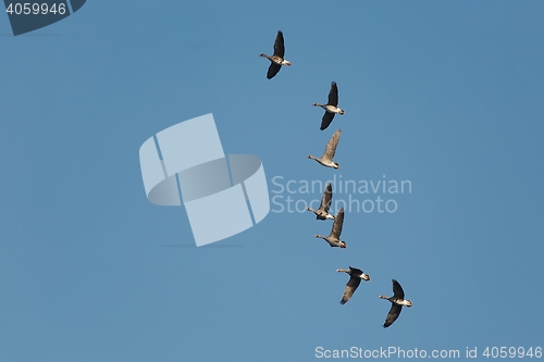 Image of Geese Flying Up