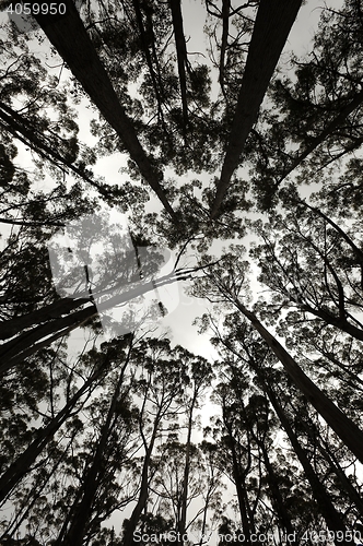 Image of Forest silhouette looking up