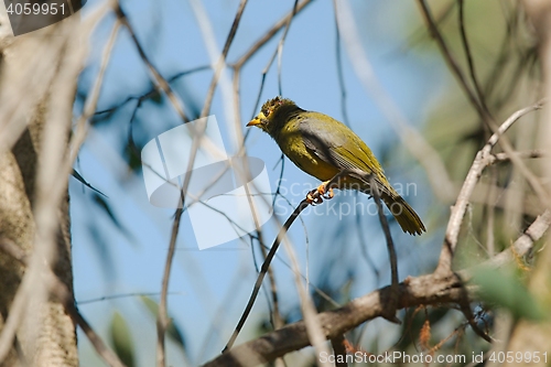 Image of Bellbird in the trees