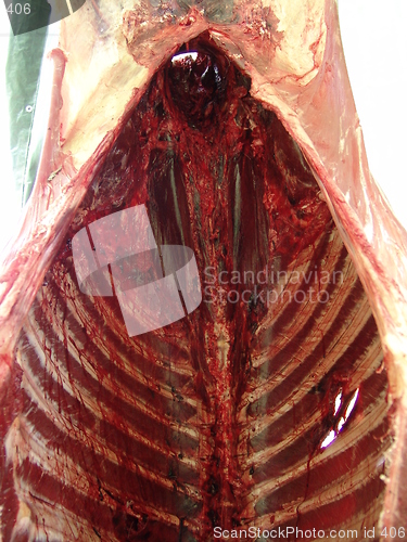 Image of carcass