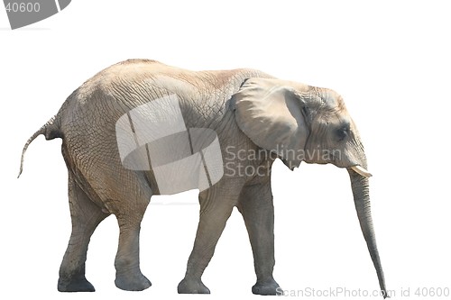 Image of African Elephant