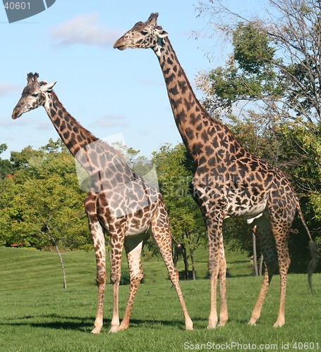 Image of Giraffes