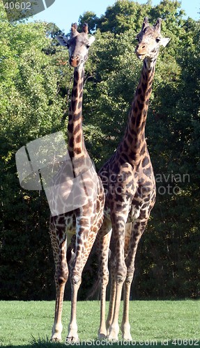 Image of Giraffe Pair