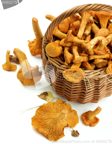 Image of Raw Chanterelles Mushrooms