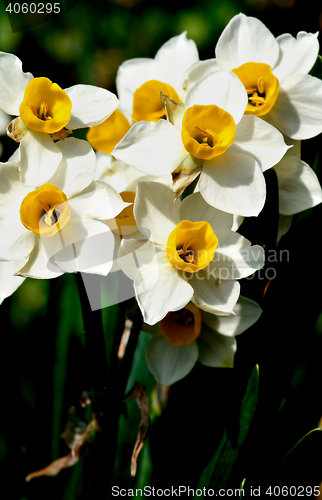 Image of Wild White Daffodils