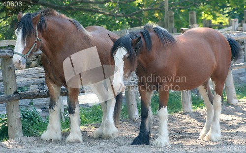 Image of Clydesdale Horses